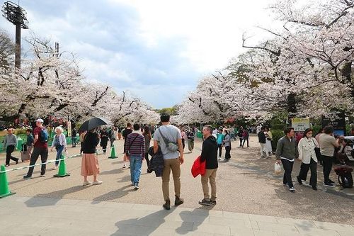 Du lịch Nhật Bản 'nở rộ' mùa lễ hội Hanami