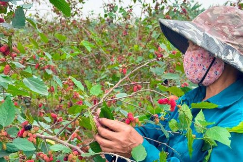 Hà Nội: Người dân huyện Phúc Thọ tất bật thu hoạch dâu tằm đầu mùa vụ