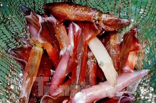 Mực nhảy Vũng Áng 800.000/kg vẫn 'cháy' hàng