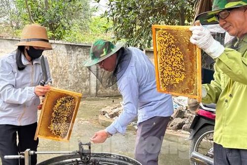 Đưa ong rừng về nuôi lấy mật, người dân Hà Nội kiếm hàng trăm triệu đồng