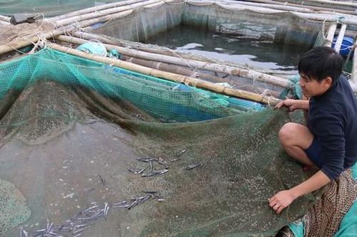Cá nuôi lồng chết hàng loạt sau khi xuất hiện váng đen 'lạ' trên mặt nước