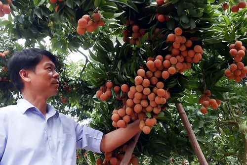 Làm liều ra quả vải thiều đắt giá, lão nông Sán Dìu 'bắt trend' ẵm tiền to
