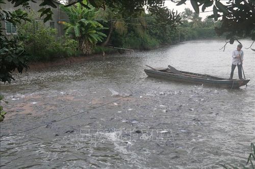 Đưa đất bãi bồi vào nuôi cá da trơn xuất khẩu
