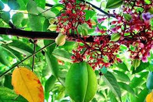 Góc vườn của mẹ