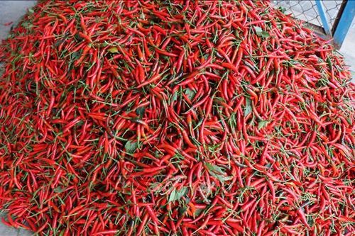Quảng Ngãi: Khuyến cáo không mở rộng diện tích trồng ớt khi tăng giá
