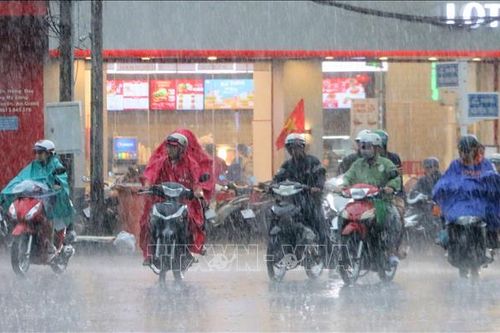 Cơn mưa 'vàng' giải nhiệt khô nóng cho An Giang