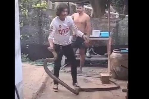 Người đàn ông dùng tay không bắt rắn hổ mang chúa dài 3 mét