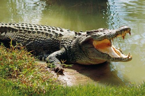 Tranh cãi cá sấu có lưỡi không? Câu trả lời khiến nhiều người 'sốc'