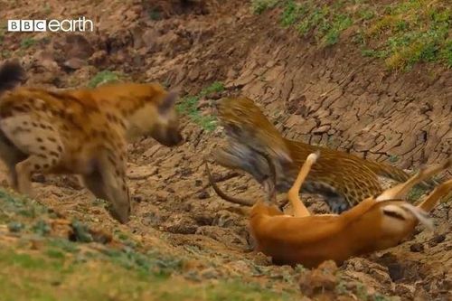 CLIP: Vừa săn được linh dương, báo hoa mai bị linh cẩu 'tranh công' nhưng cái kết của con mồi mới 'sốc'