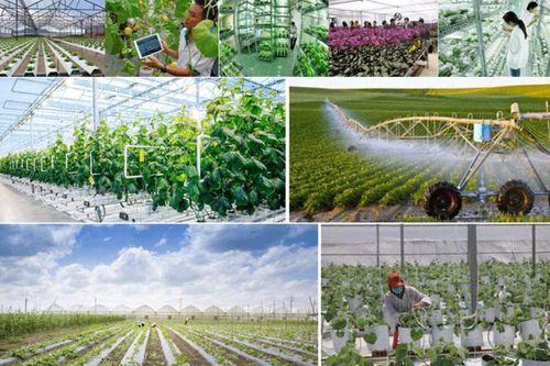 8 giải pháp thực hiện mục tiêu tăng trưởng của ngành Nông nghiệp và Môi trường