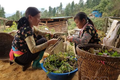 Phòng chống ngộ độc do cây, quả dại