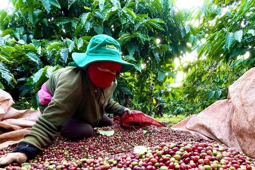 Gia Lai xếp thứ 39/54 tỉnh, thành phố đánh giá kết quả thực hiện các hiệp định thương mại tự do