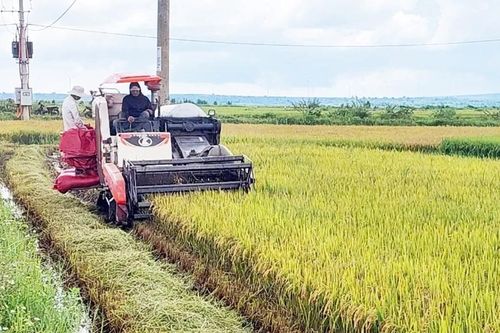 Vụ lúa Đông Xuân 2024-2025: Chi phí cao, lợi nhuận thấp