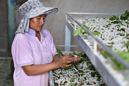 Đam Rông từng bước phát triển bền vững ngành dâu tằm