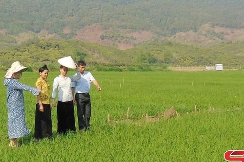 Mường La tập trung chăm sóc lúa xuân