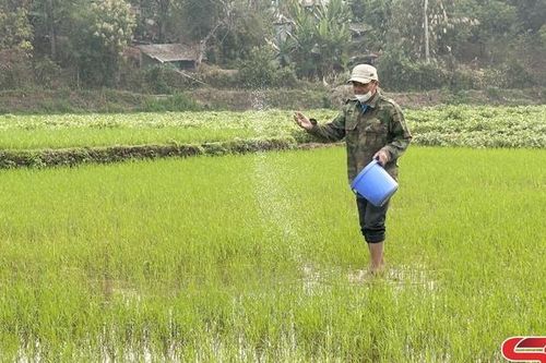 Hướng đến vụ lúa xuân năng suất, chất lượng cao