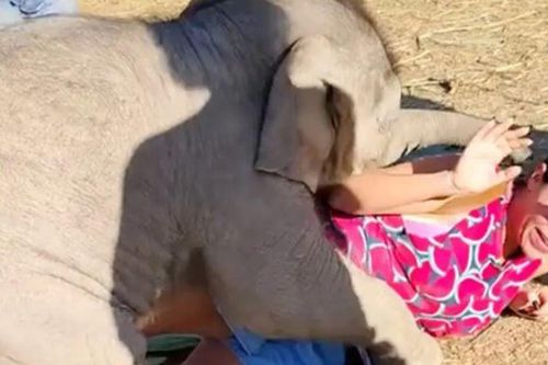 Clip: Voi con phấn khích chơi đùa khiến du khách ngã nhào, không ai giận nổi vì quá đáng yêu