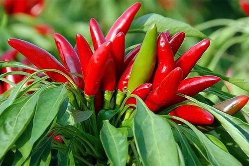 8 lỗi khiến bạn trồng ớt mãi không có quả, cây còi cọc