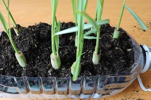 Trong nhà chỉ trồng loại cây gia vị này giúp đuổi muỗi, khử tà, chống rụng tóc, kích thích mọc tóc nhanh