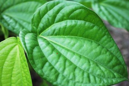 5 lợi ích của lá trầu không
