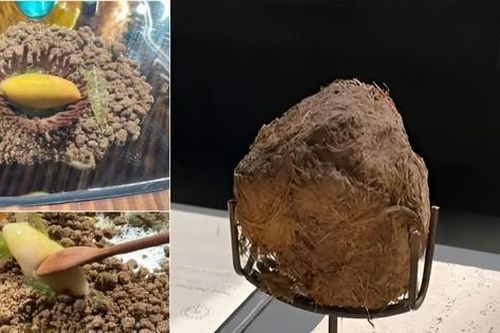Thực khách Trung Quốc chi gần 14 triệu đồng để nhai lá, ăn 'hoa trên phân voi'