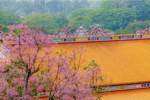 Mê mẩn sắc hoa ngô đồng nở hồng trời ở Hoàng cung Huế