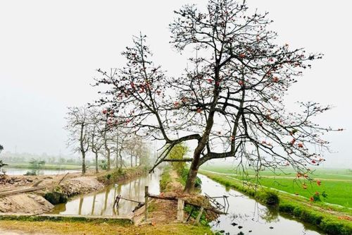 Đóng cửa quán nước thu phí khách chụp ảnh cây gạo tại Hà Nam