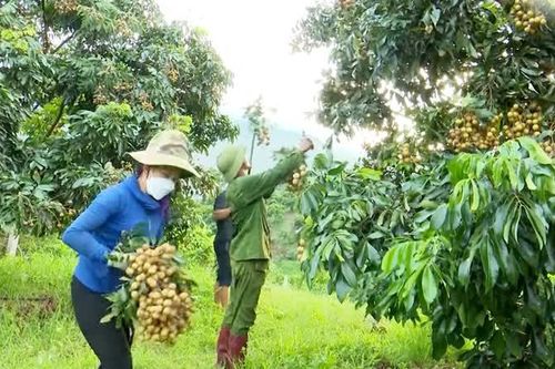 Nông dân Sơn La 'đổi đời' từ cây ăn quả