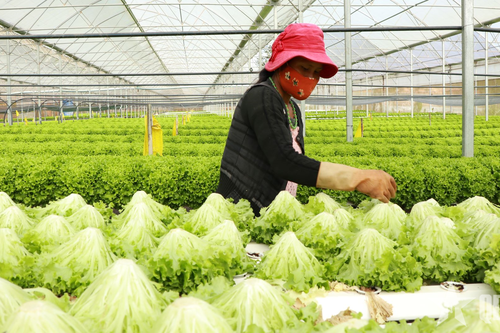 Xuất khẩu rau, quả hướng tới mục tiêu 8 tỷ USD trong năm 2025