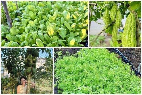 Mê mẩn vườn rau 'ai ngang qua cũng thích' của Đoàn Di Băng
