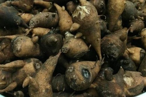Ăn củ ấu tàu thay cơm, người phụ nữ bị ngộ độc nhập viện
