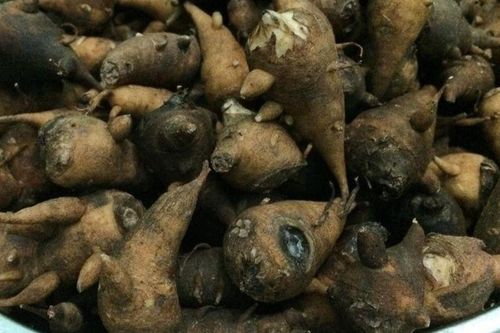 Ăn củ ấu tàu thay cơm, người phụ nữ phải nhập viện cấp cứu