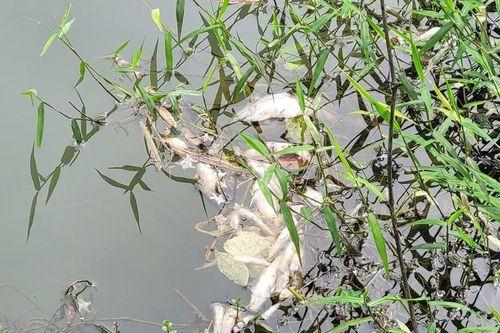 Hà Tĩnh: Xác minh nguyên nhân cá chết hàng loạt ở suối Khe Ác