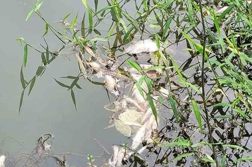 Làm rõ nguyên nhân cá chết hàng loạt ở suối Khe Ác