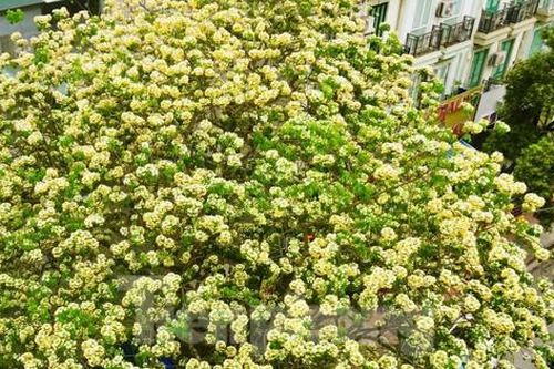 Báu vật hơn 300 tuổi khoe sắc vàng rực giữa lòng Thủ đô