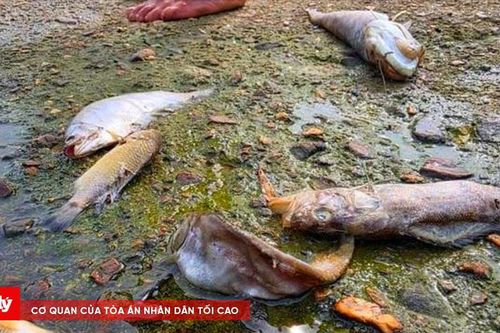Cá chết nổi dọc khu vực suối Khe Ác ở Hà Tĩnh