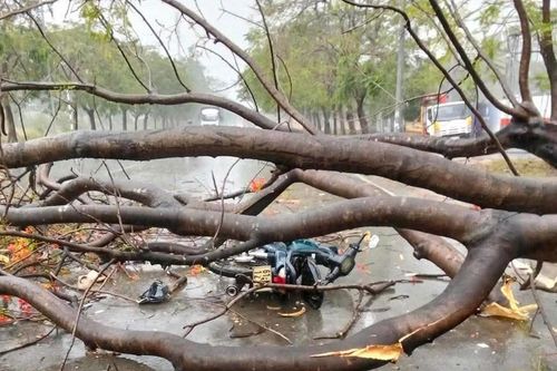Cây xanh ngã đổ đè xe máy, thiếu nữ 16 tuổi tử vong