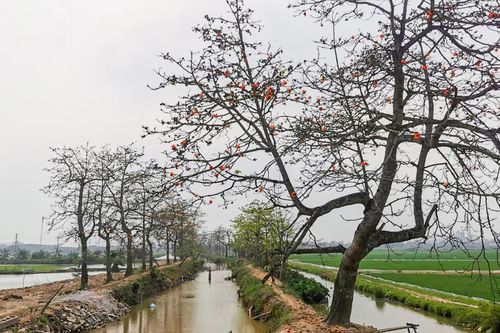 Hàng cây hoa gạo nổi tiếng bị chặt cành sau khi cấm thu phí gây bức xúc mạnh