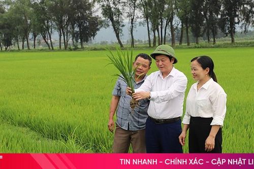 HTX Dịch vụ nông nghiệp Quỳnh Lương lọt top 100 HTX tiêu biểu của cả nước