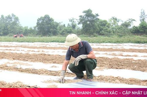 Nông dân Nghi Xuân tích cực bám đồng, vớt vát vụ dưa hấu
