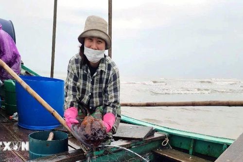 Hà Tĩnh: Sứa biển đạt sản lượng lớn, ngư dân thu về hàng triệu đồng mỗi ngày