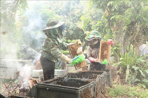 Hưng Yên vào mùa thu hoạch mật ong hoa nhãn