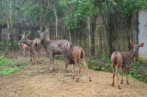 Vườn quốc gia Cúc Phương tiếp nhận chăm sóc 18 cá thể động vật hoang dã