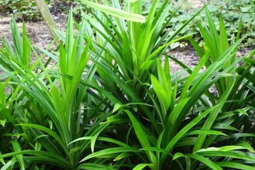 Lá dứa 'thần dược' dễ tìm trong vườn nhà, hiệu quả bất ngờ cho sức khỏe
