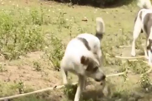CLIP: Đụng độ 4 con chó nhà, rắn hổ mang bị kẻ thù xé xác