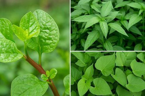 3 loại rau dân dã, ăn ngon lại là 'vị cứu tinh' cho hệ tiêu hóa