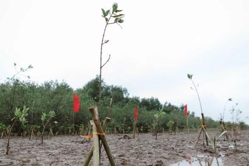 Chung tay phủ xanh Khu bảo tồn đất ngập nước Thái Thụy