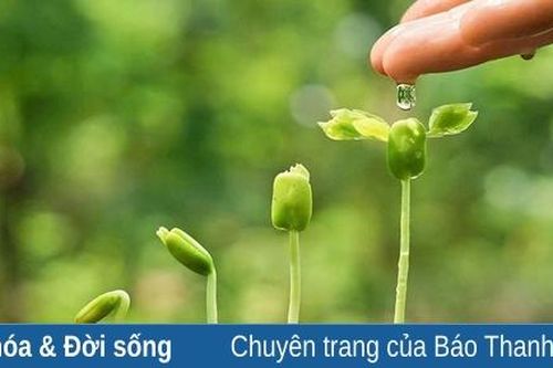 Hạt giống vô hình...