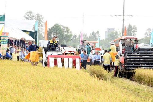 Thúc đẩy Đề án 1 triệu ha lúa chất lượng cao