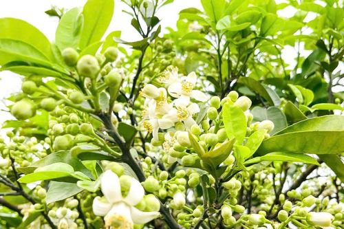 Hoa bưởi ngày xưa…